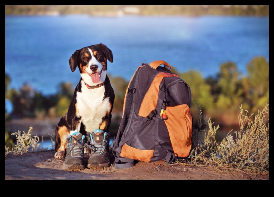 Piedzīvojumi brīvā dabā: izpētiet drošas aktivitātes brīvā dabā ar mājdzīvniekiem