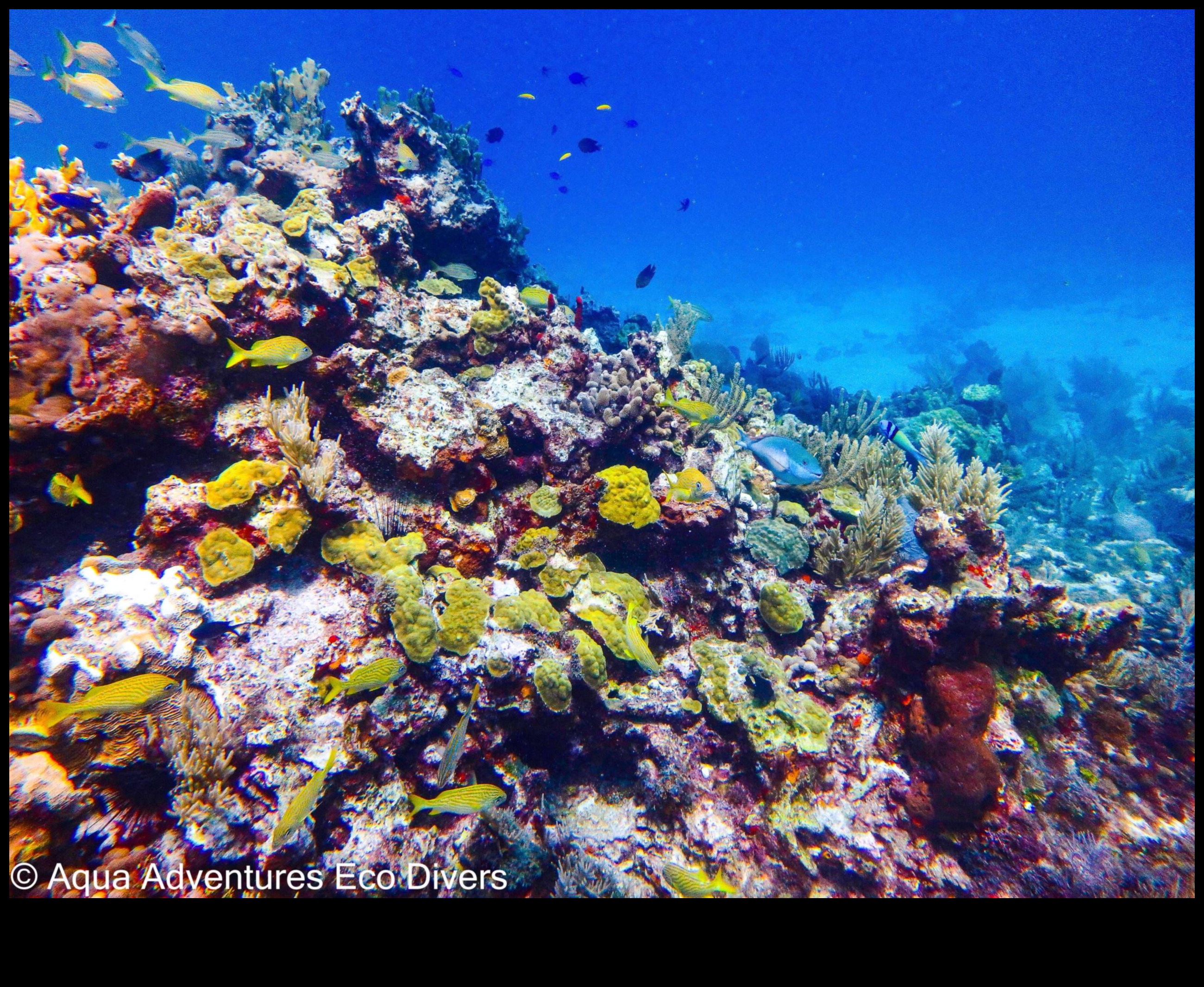 Ūdens piedzīvojumi: zemūdens brīnumi fotogrāfijā