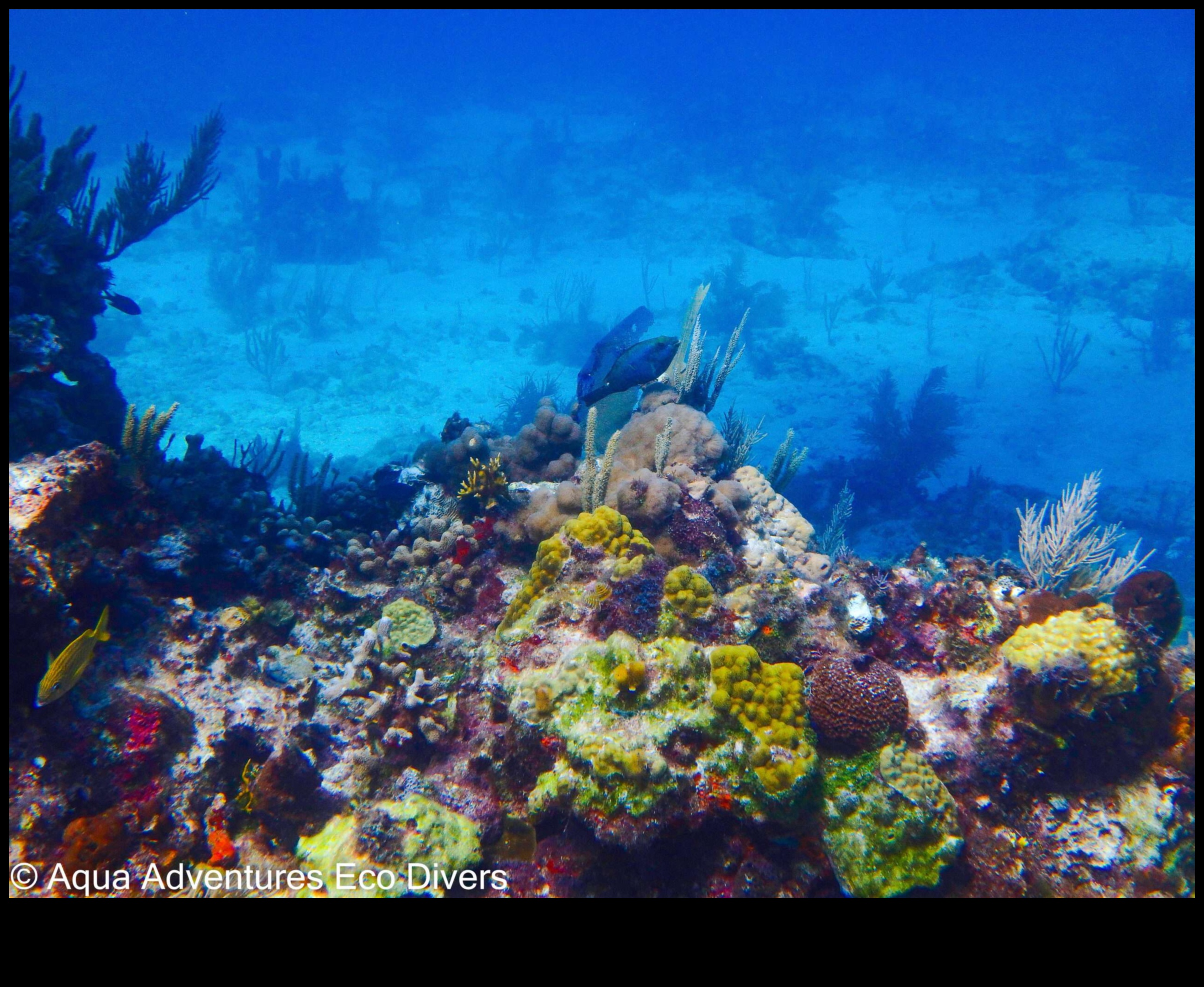 Ūdens piedzīvojumi: zemūdens brīnumi fotogrāfijā