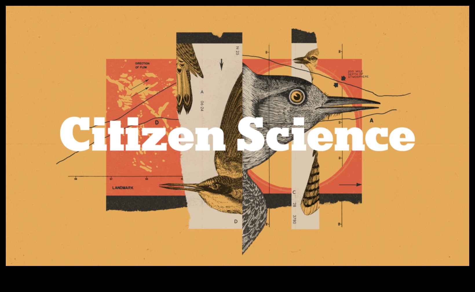 Putnu valoda 2.0: jaunu atklājumu atklāšana putnu komunikācijā