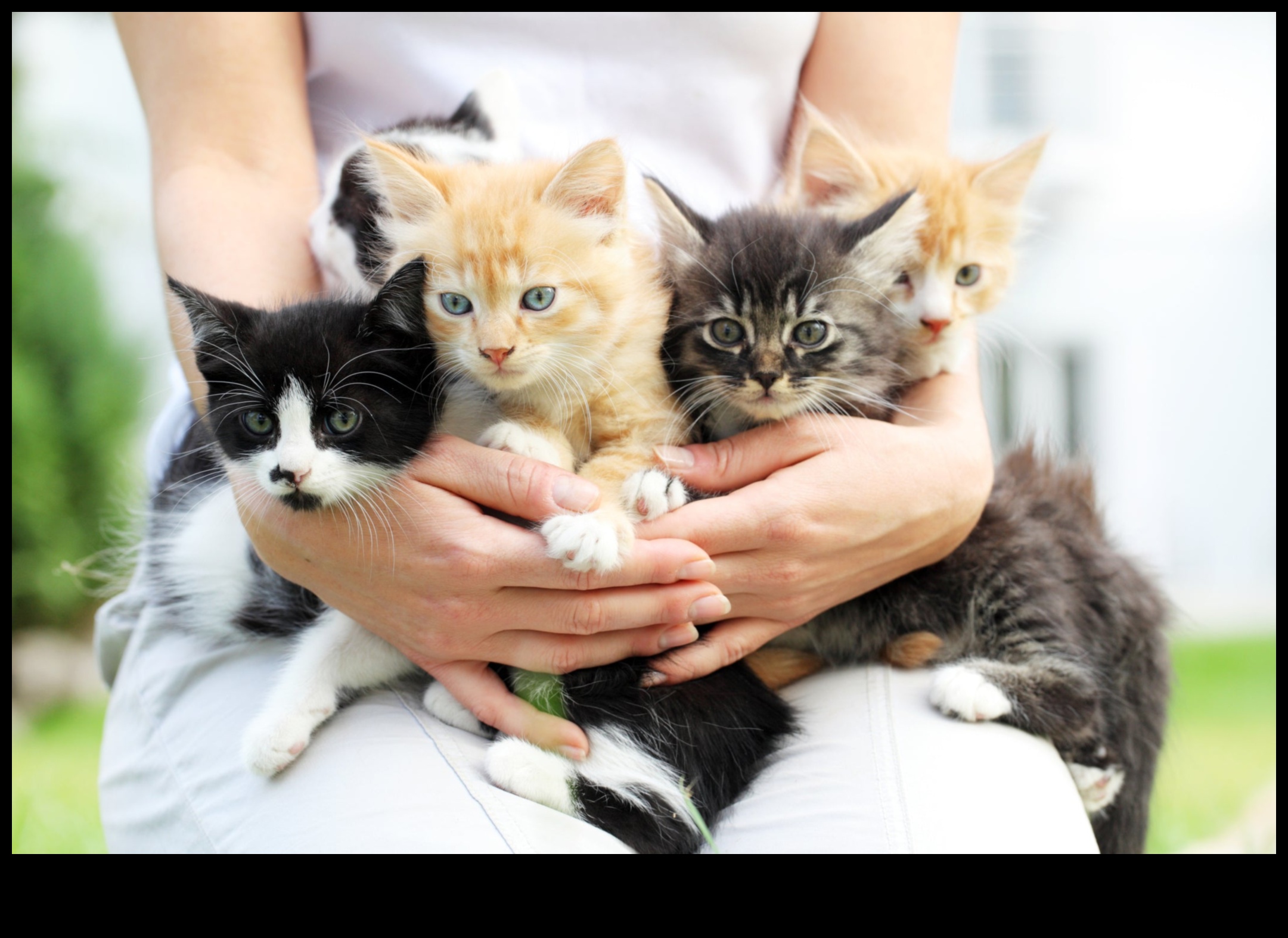 Kaķene Kornere: Navigācija jauno kaķu īpašumtiesību pasaulē