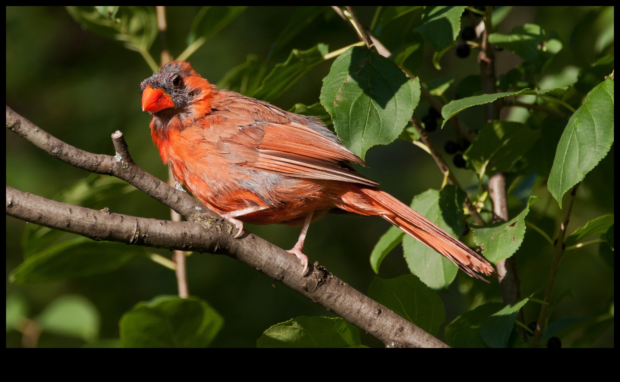 Spalvainie draugi Turpinājums: Putni ar neparastu apspalvojumu