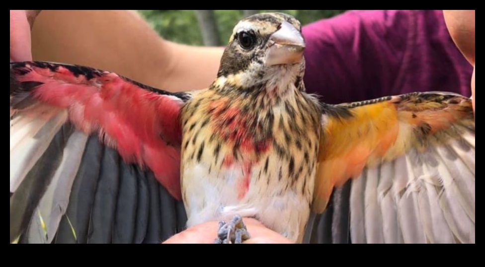 Spalvainie draugi Turpinājums: Putni ar neparastu apspalvojumu