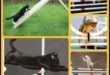 Agility Adventures: Izpētiet kaķu sporta pasauli
