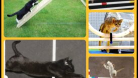 Agility Adventures: Izpētiet kaķu sporta pasauli