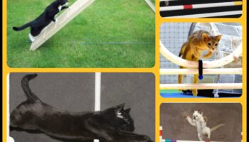 Agility Adventures: Izpētiet kaķu sporta pasauli
