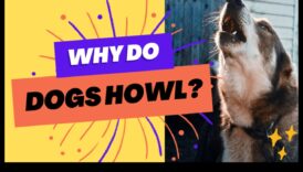 Raudoša harmonija: Suņa riešanas izpratne un uzrunāšana