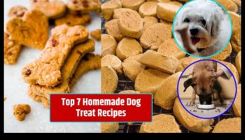 Doggy Delights: mājās gatavotu kārumu receptes patiks jūsu kucēnam