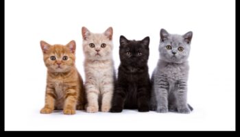 Kaķene Kornere: Navigācija jauno kaķu īpašumtiesību pasaulē