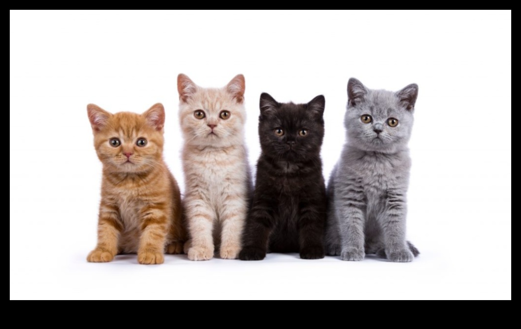 Kaķene Kornere: Navigācija jauno kaķu īpašumtiesību pasaulē