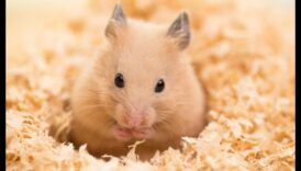 Kāmju aprūpes dzens: mierīgas un laimīgas vides veidošana