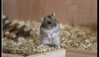 Kāmju socializācijas padomi: pozitīvas mijiedarbības veicināšana