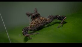 Kristāldzidrs: apgūstiet paņēmienus asu un detalizētu kadru iegūšanai