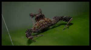 Kristāldzidrs: apgūstiet paņēmienus asu un detalizētu kadru iegūšanai