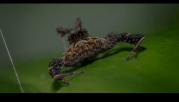 Kristāldzidrs: apgūstiet paņēmienus asu un detalizētu kadru iegūšanai