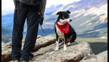 Piedzīvojumi brīvā dabā: izpētiet drošas aktivitātes brīvā dabā ar mājdzīvniekiem