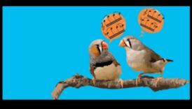 Putnu valoda 2.0: jaunu atklājumu atklāšana putnu komunikācijā