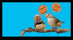 Putnu valoda 2.0: jaunu atklājumu atklāšana putnu komunikācijā