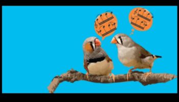 Putnu valoda 2.0: jaunu atklājumu atklāšana putnu komunikācijā