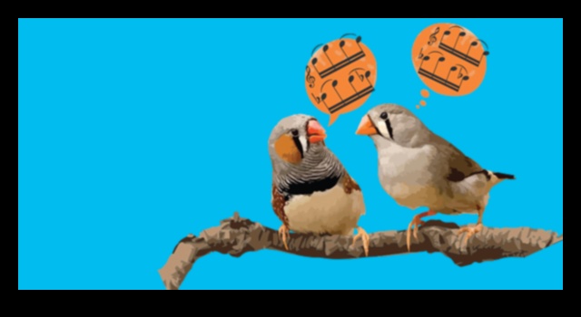 Putnu valoda 2.0: jaunu atklājumu atklāšana putnu komunikācijā