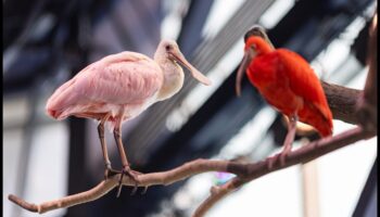 Spalvainie draugi Turpinājums: Putni ar neparastu apspalvojumu