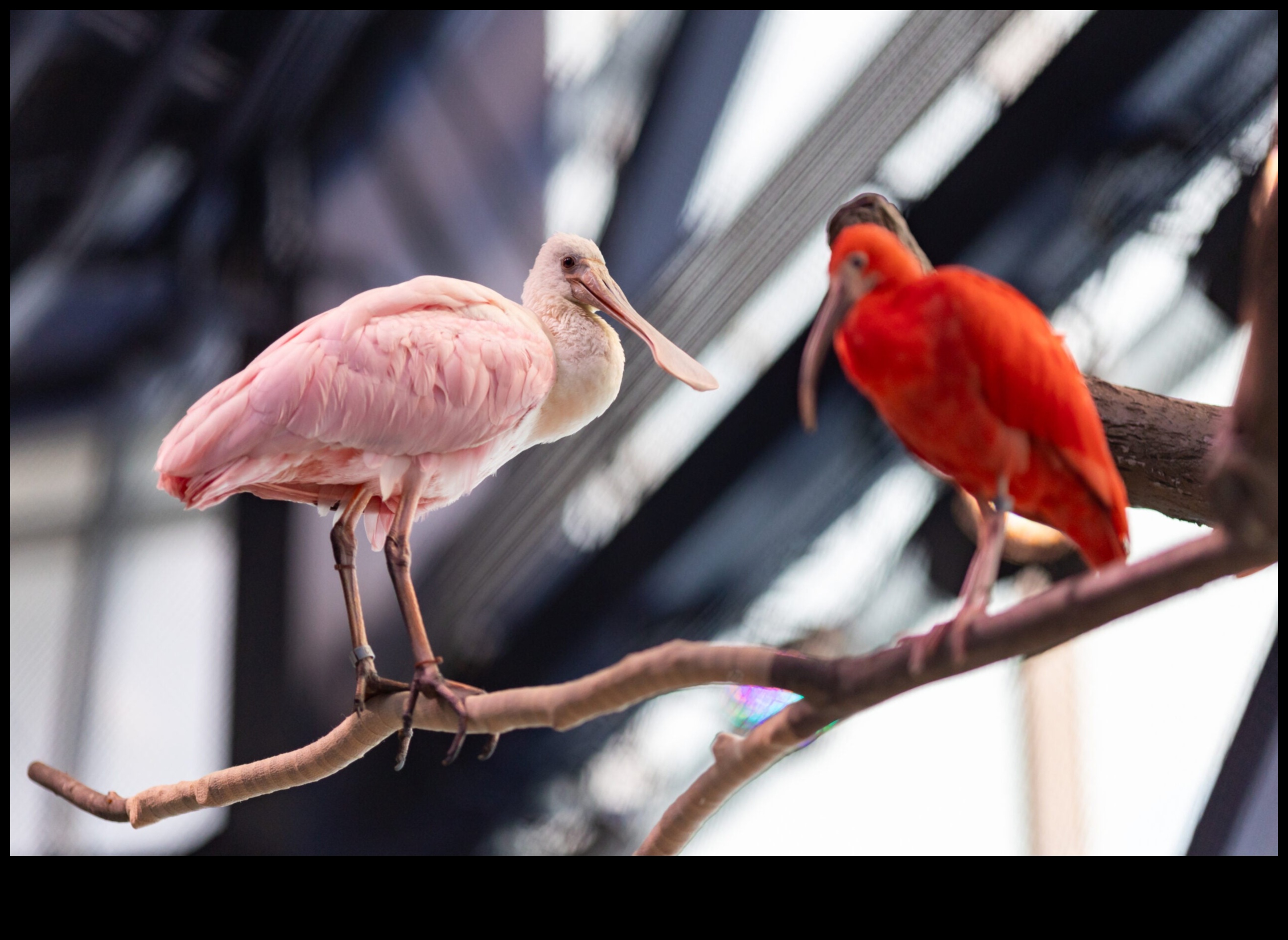 Spalvainie draugi Turpinājums: Putni ar neparastu apspalvojumu