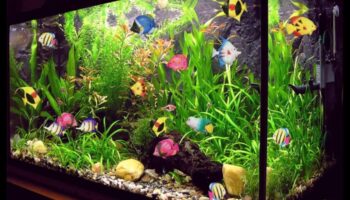 Ūdens rotājumi: uzlabojiet savu zivju tvertni ar stilīgiem aksesuāriem