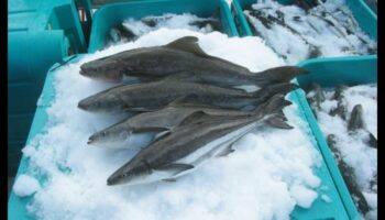 Zivju audzēšanas hronikas: jūras velšu nozares revolūcija